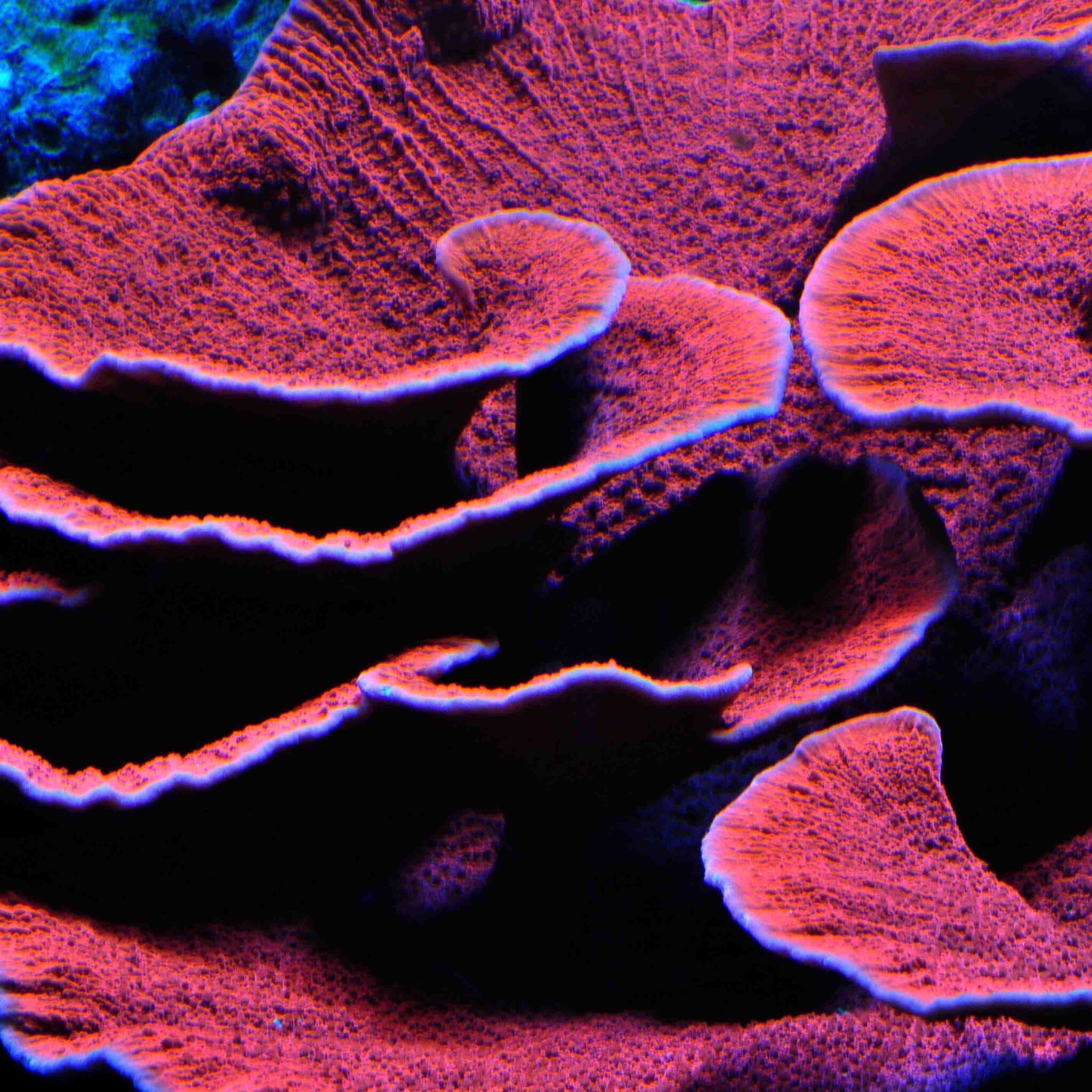 Red Plating Montipora F1 Pest free promiseAbyss Aquatics UK