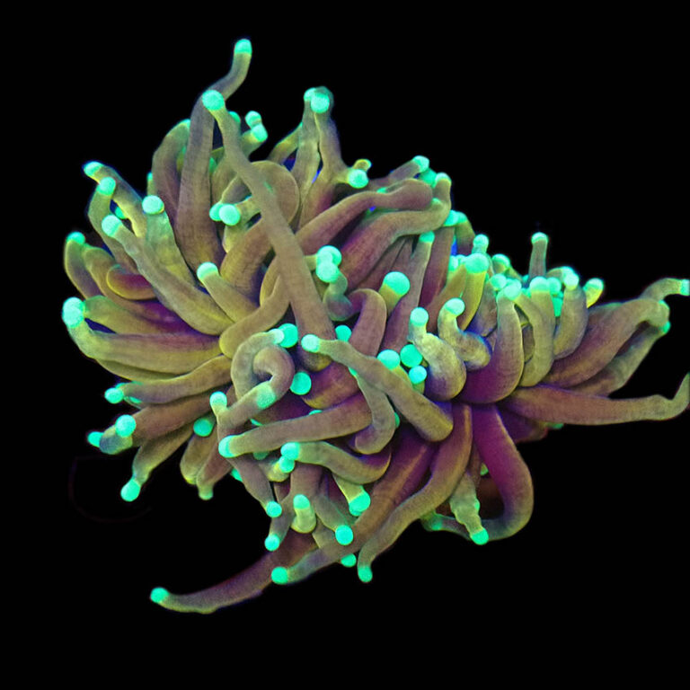 Hellfire Torch Coral 1 Head Frag Large · Shop Online at Abyss Aquatic ...