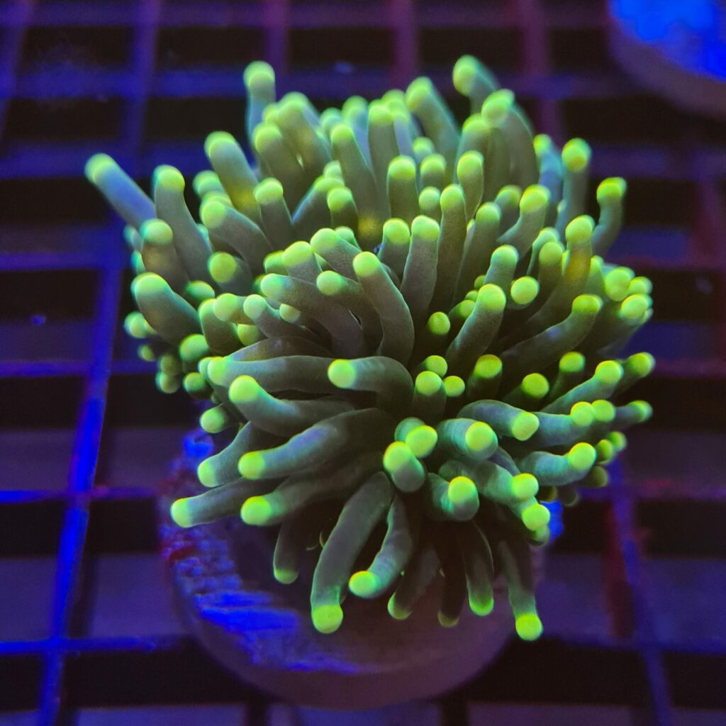 Shop Online for Lps Coral · Abyss Aquatics UK