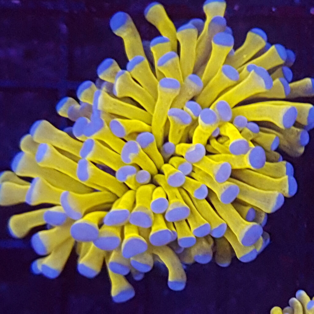 24K Australian Gold Torch F26 | Fast Delivery Abyss Aquatics UK