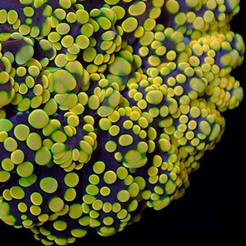 Yellow Branching Frogspawn F5 | Fast Delivery Abyss Aquatics UK