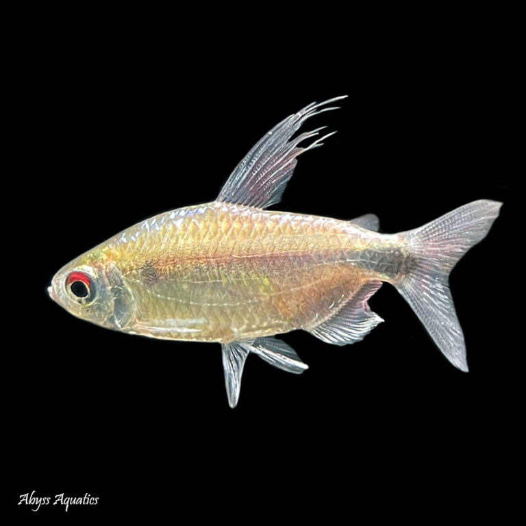 Blue Diamond Congo Tetra Fast, Professional Service