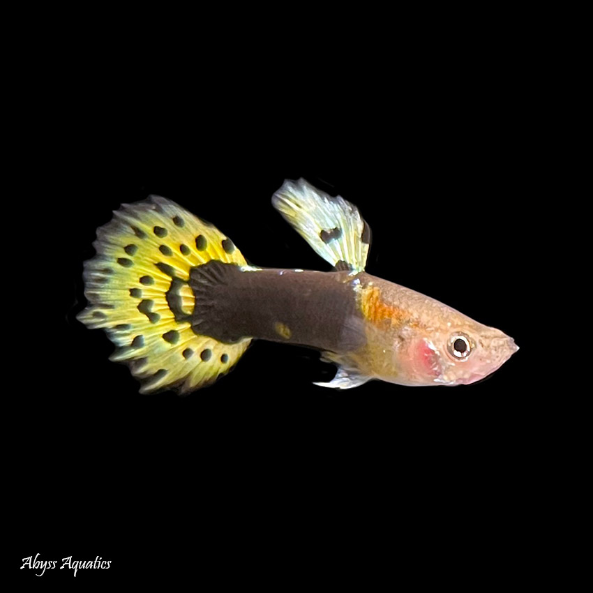 guppy leopard tail