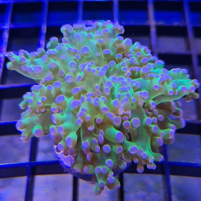 Green Pink Tip Branching Frogspawn F5 Pest free promiseAbyss Aquatics UK