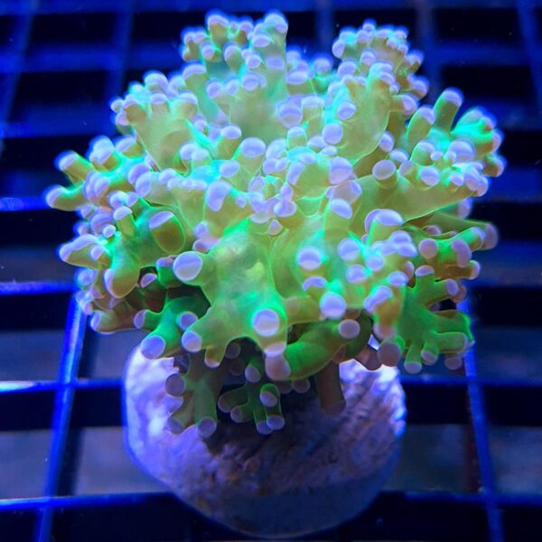 Green Pink Tip Branching Frogspawn F5 Pest free promiseAbyss Aquatics UK