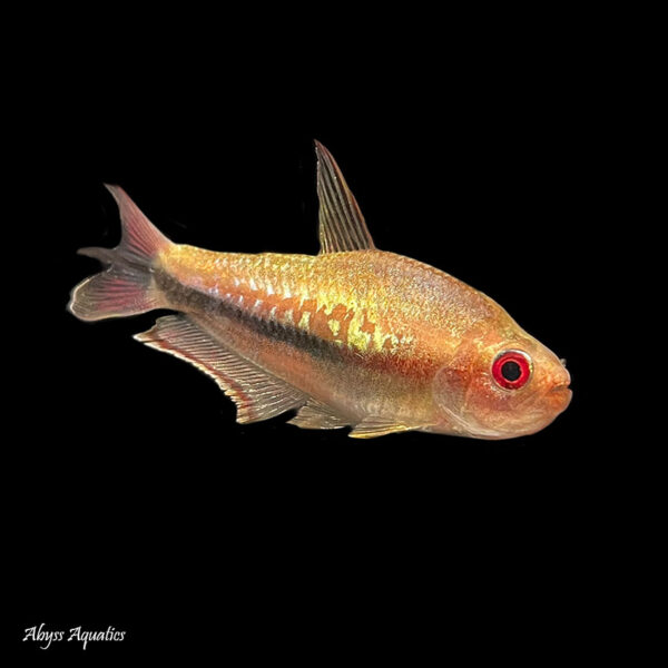 Buy Rainbow Emperor Tetra Fast, Professional Service