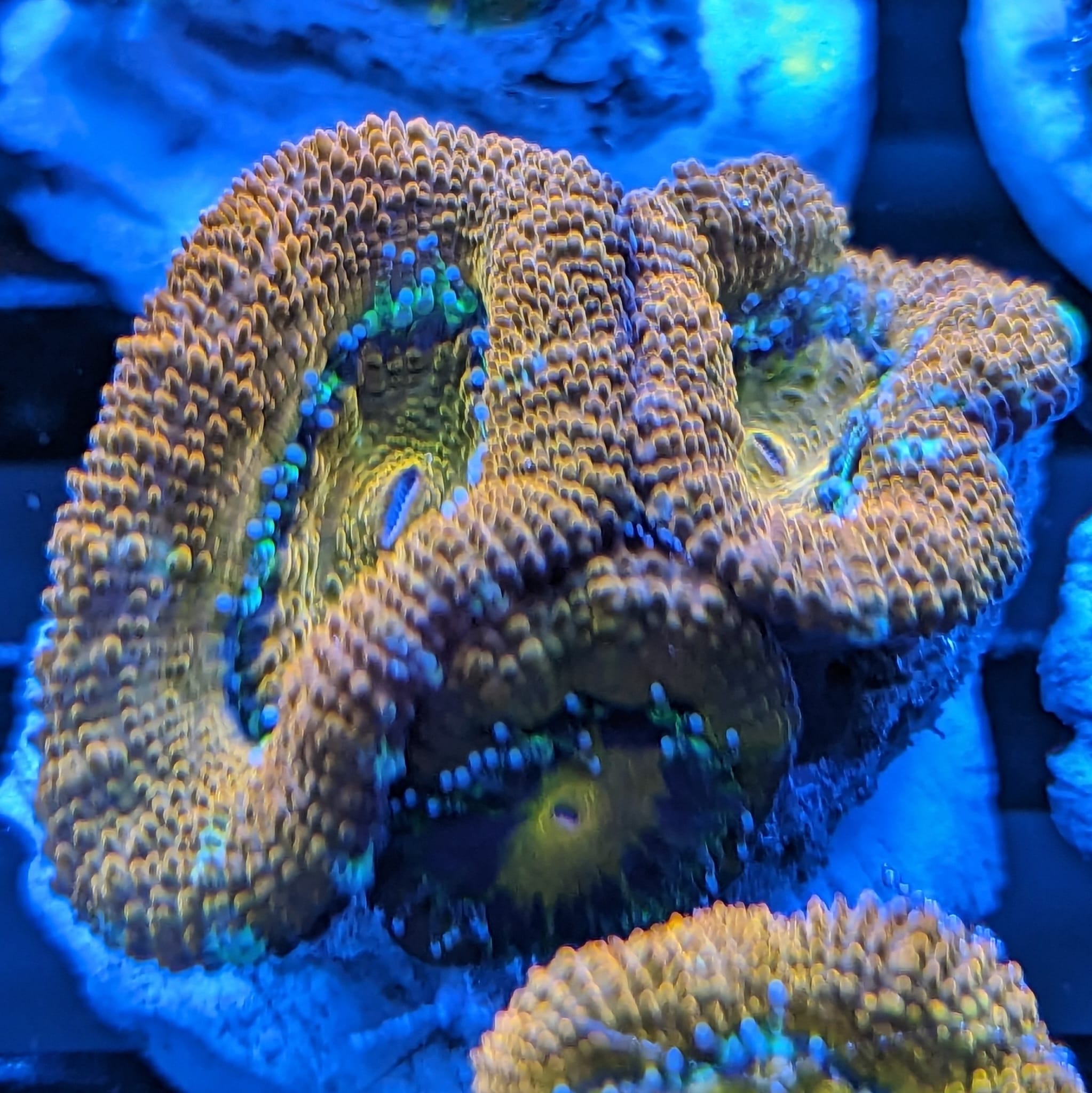 Orange Acan Pest free promiseAbyss Aquatics UK