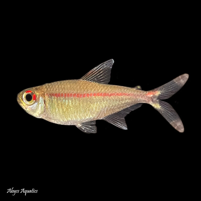 Red stripe tetra