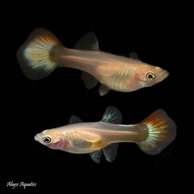 Platinum Red Tail Guppy Female Fast, Professional Service