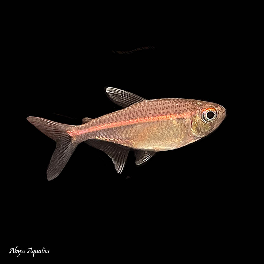 red laser tetra