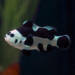 Black Storm Clownfish Pair Designer clownfish onlineAbyss Aquatics UK