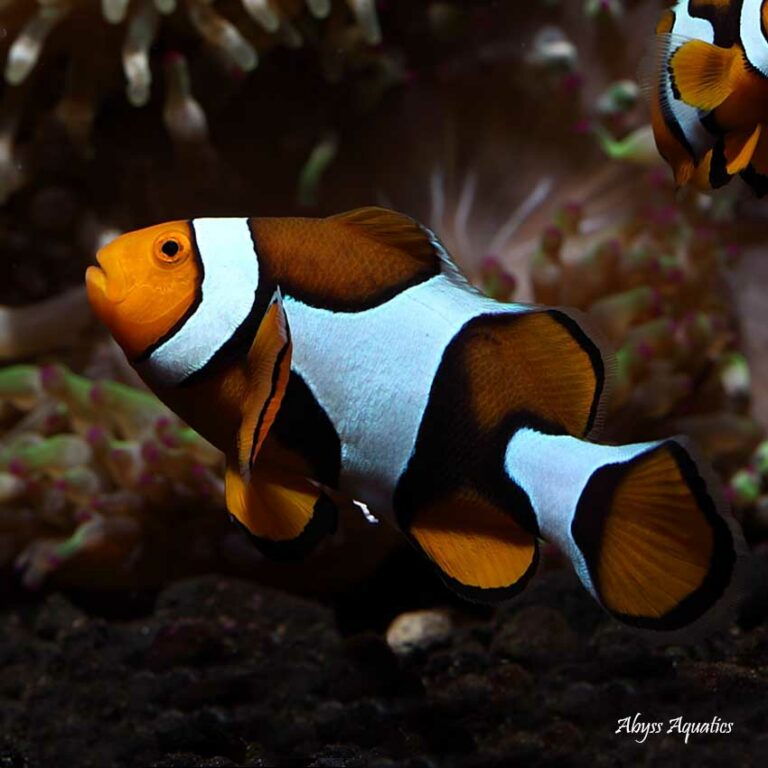 Coral Sea Percula Clownfish Fast Professional service Abyss Aquatics