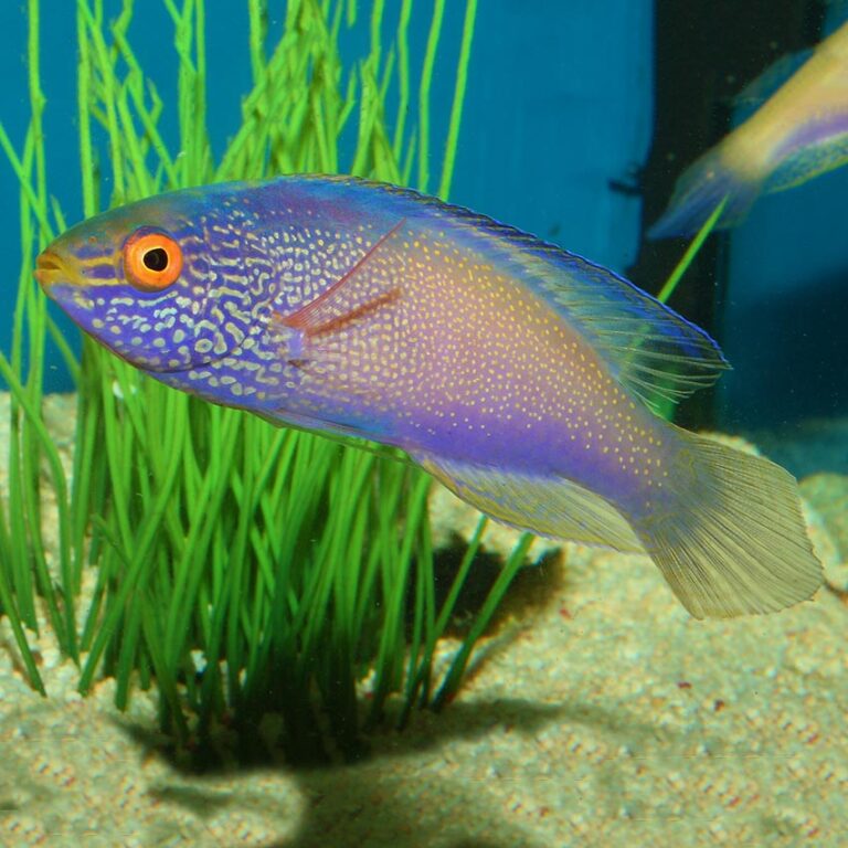 Golden Rhomboidalis Fairy Wrasse Male | Fast Delivery Abyss