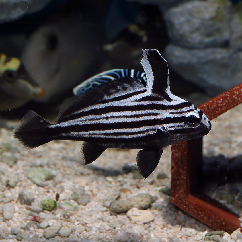 HiHat Sweetlips Fast Delivery Abyss Aquatics UK