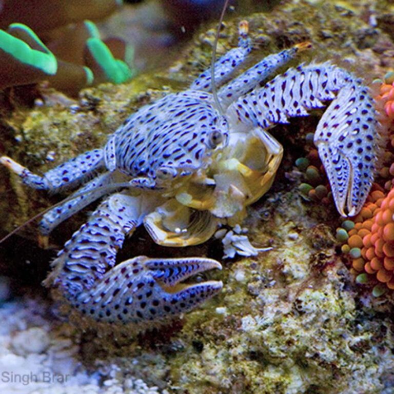 Blue Porcelain Crab | Fast Delivery Abyss Aquatics UK