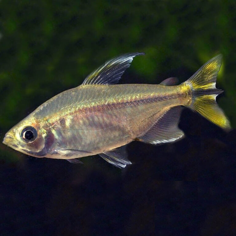 Yellow Tail Congo Tetra sm Fast, Professional Service