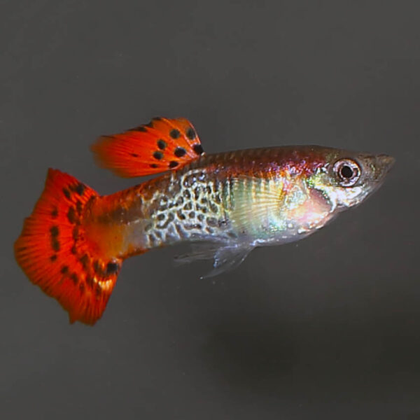 Red Cobra Guppy Male Fast, Professional Service