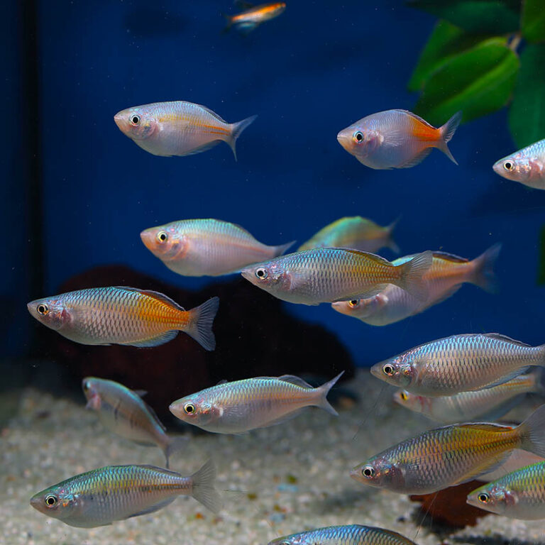 Rainbow Boesemani Rainbowfish Pair 