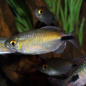 Buy Long-finned Tetra Fast, Professional Service