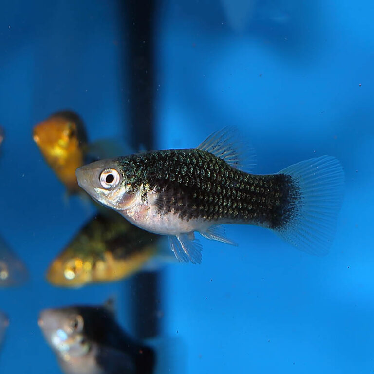 Black Platy Fast, Professional Service