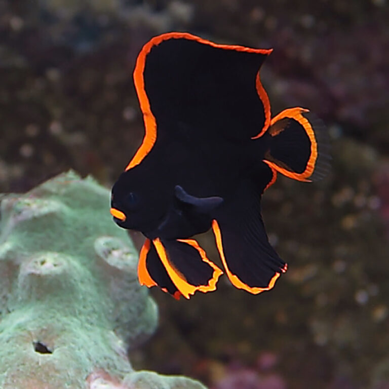 Redface Batfish -Pinnatus Batfish Tank Bred | Fast Delivery Abyss ...