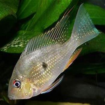 Heckelli Threadfin Acara | Fast Delivery Abyss Aquatics UK