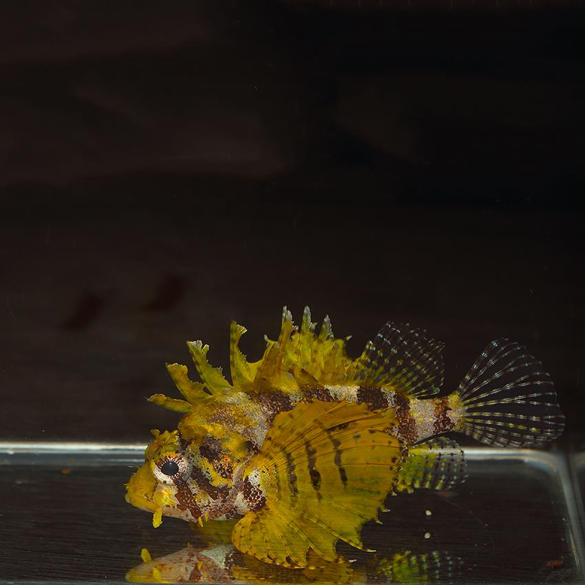 Yellow Fuzzy Dwarf Lionfish | Fast Delivery Abyss Aquatics UK