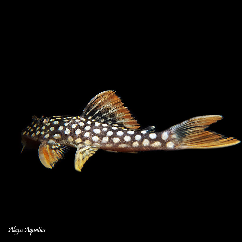 Sunshine Pleco L014 Tank Bred | Fast Delivery Abyss Aquatics UK